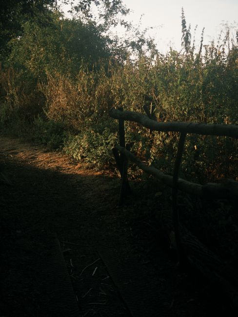 A rustic outdoor setting featuring a weathered wooden bench with black metal armrests placed on a dirt path. Surrounding the bench are tall grasses and dense foliage, illuminated by warm sunlight from