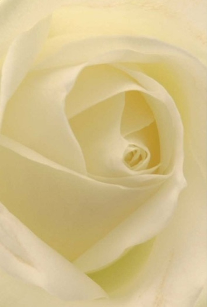 Gazing deeply into this close, detailed photograph of a classic white rose, one is struck by the interplay of softness, layering, and subtle light-qualities that seem to embody both the serenity of Gidea Park mornings and the expertise of its florists. Silken petals, edged in creamy hues, unfold in an almost perfect spiral, the innermost whorls bathed in gentle light as if the rose itself were aglow. Each nuance of colour and subtle change in texture speaks of nature's wisdom, complemented by the skilled arrangement only an experienced Gidea Park florist provides. Light glances off the matt surface, adding dimensional depth and drawing the eye inward, much like the calming atmosphere found beside the lake in Raphael Park. These roses, often chosen for heartfelt occasions in nearby churches or community gatherings, offer a sense of pure tranquility and unsullied beauty. The gentle, ephemeral fragrance mingles with memories-perhaps of weddings on Main Road or soft, sincere apologies expressed through a single, flawless bloom. Most remarkable is how every petal, precisely arranged, communicates resilience and tenderness, echoing the strength and warmth of the local Gidea Park community. This image is a testament not only to botanical perfection but to the artful touch and care that infuse each bouquet assembled for life's most poignant moments across the area.